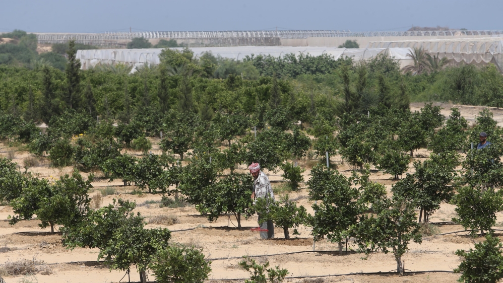 Palestinian farmer works in a field at the former Jewish settlement of Neve Dekalim, in Khan Younis in the southern Gaza Strip