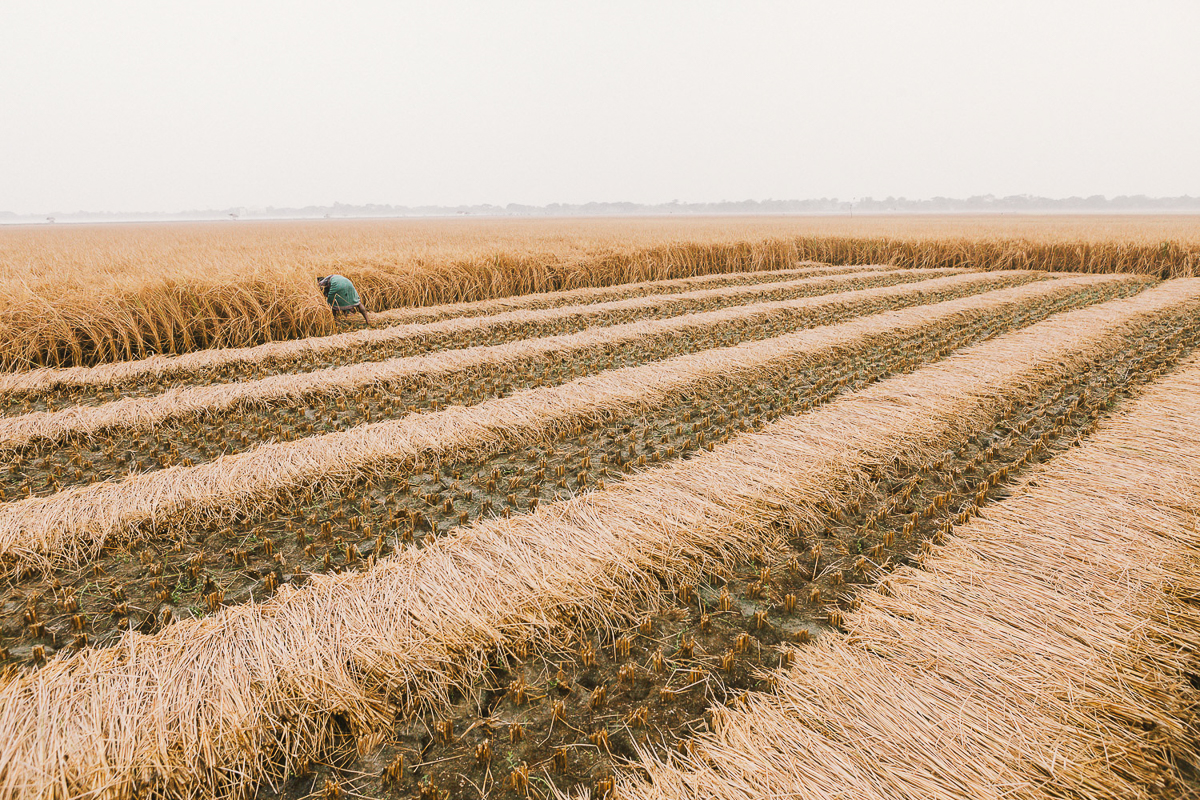 Surviving climate change in Bangladesh