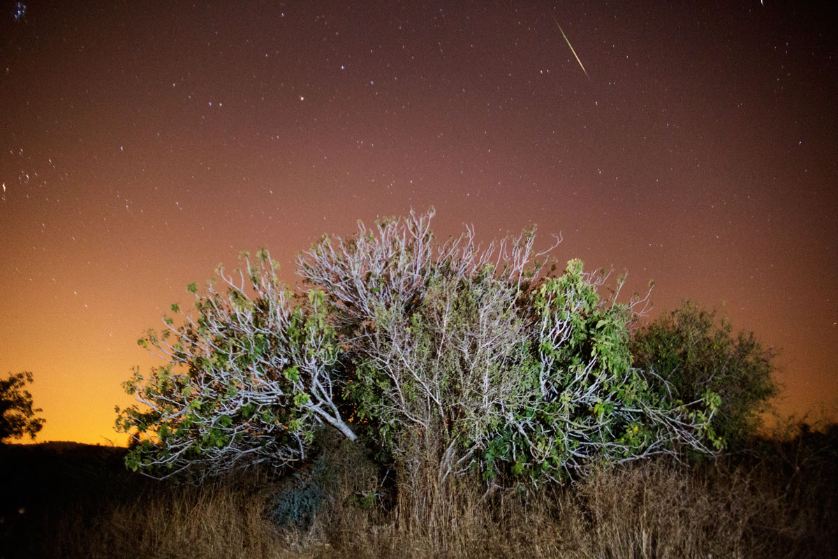 Perseid Meteor Shower