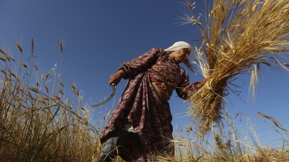 Wheat havest season in West Bank