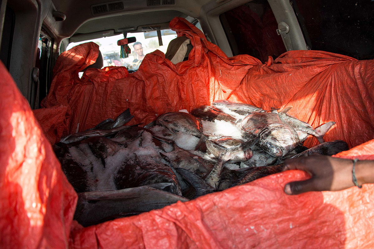 ON THE HOOF - SOMALILAND