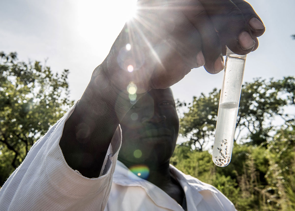 The fly catchers fighting river blindness