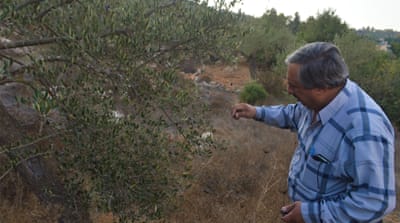 The land, now technically the property of the Israeli government, will be closed off to those who normally depend on the autumn olive harvest [Sheren Khalel/Al Jazeera]