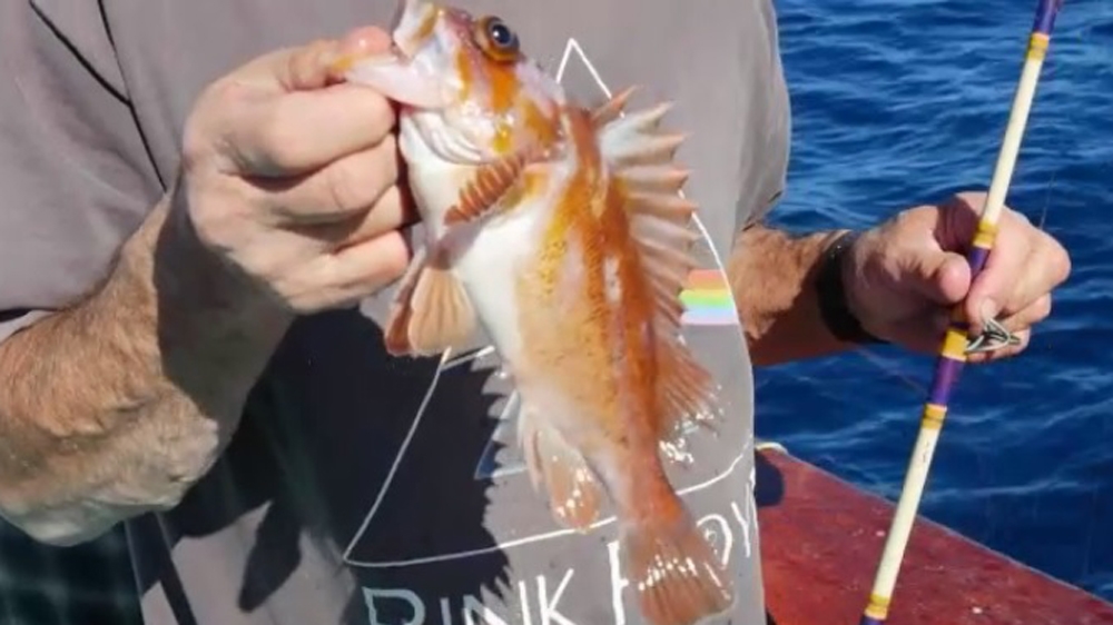 sport fishing el nino