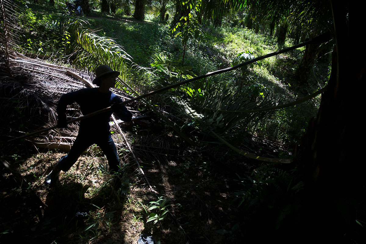 Palm Oil in Myanmar/Please Do Not Use