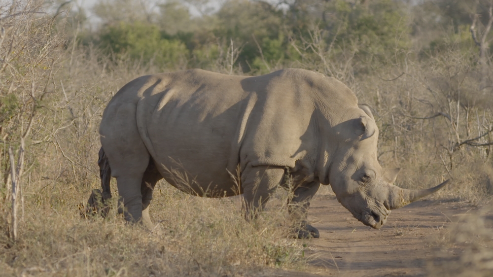 DO NOT USE Al Jazeera rhino poaching investigation