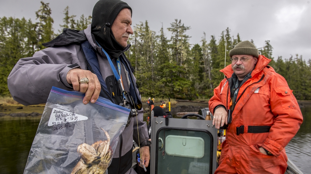 
A variety of fish and birds, seals, crabs and otters have been found dead near the sheen [Tavish Campbell/Heiltsuk Nation]
