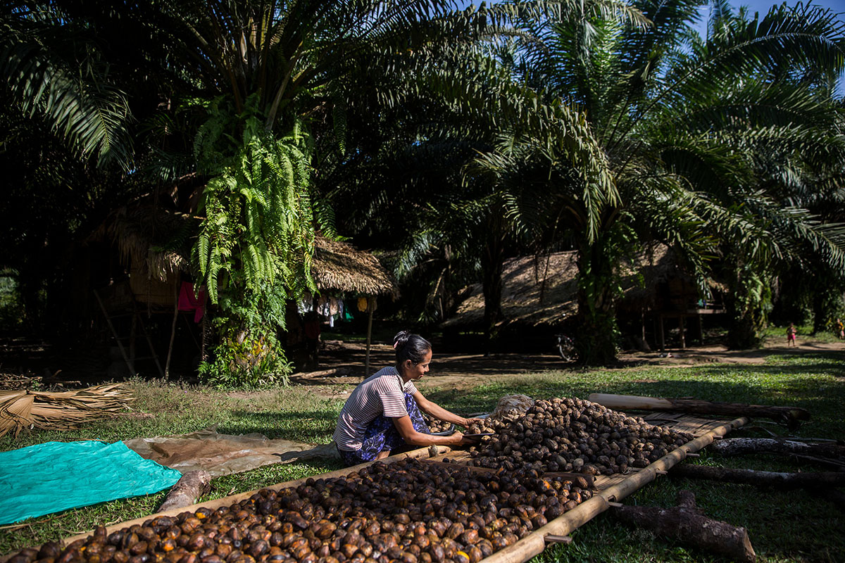 Palm Oil in Myanmar/Please Do Not Use