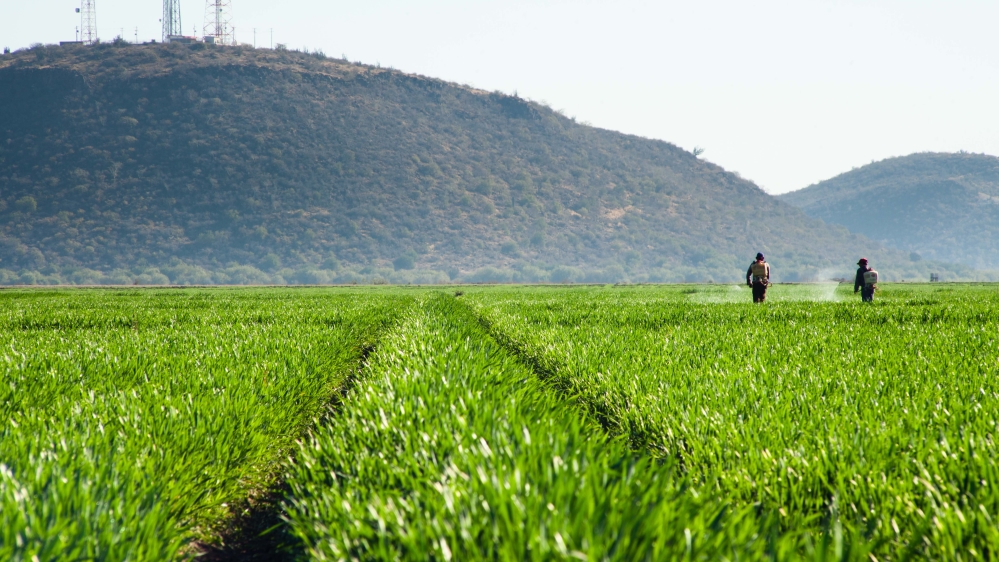 DO NOT USE monsanto herbicide sprayed in argentina