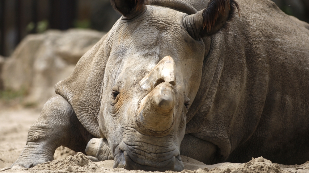 CZECH DYING RHINO SPECIES