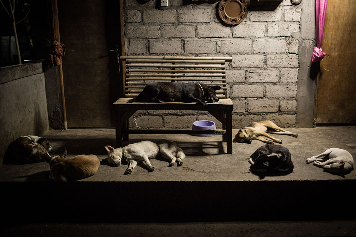 A Solo Balinese Girl Stray Dogs Rescuer/ Please Do Not Use