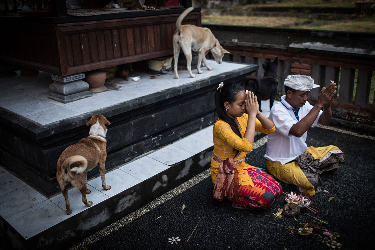 A Solo Balinese Girl Stray Dogs Rescuer/ Please Do Not Use