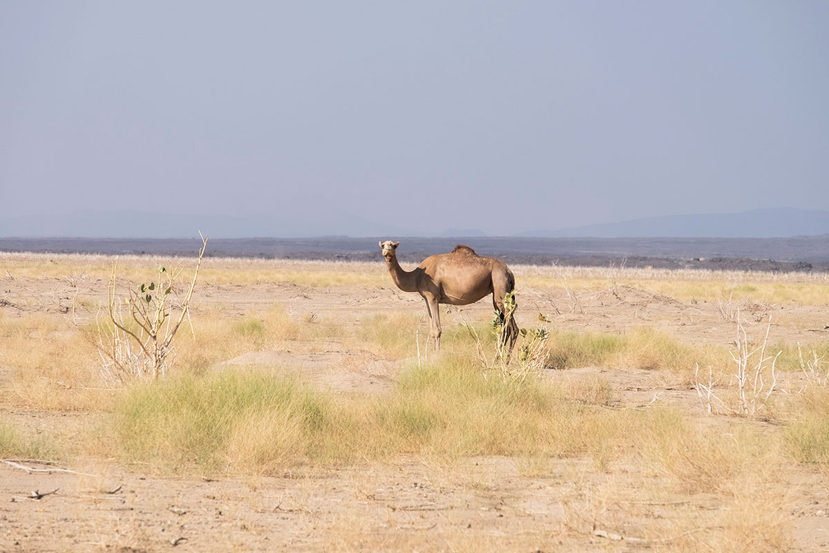 Visiting the lava lake of Erta Ale, Ethiopia/ Please Do Not Use