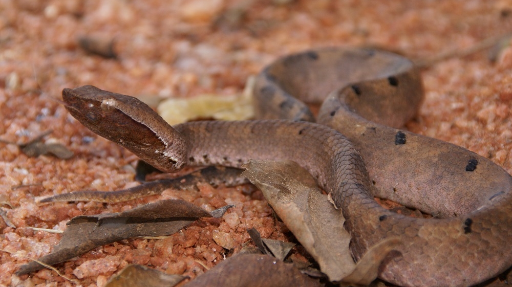 Sri-Lanka anti venom