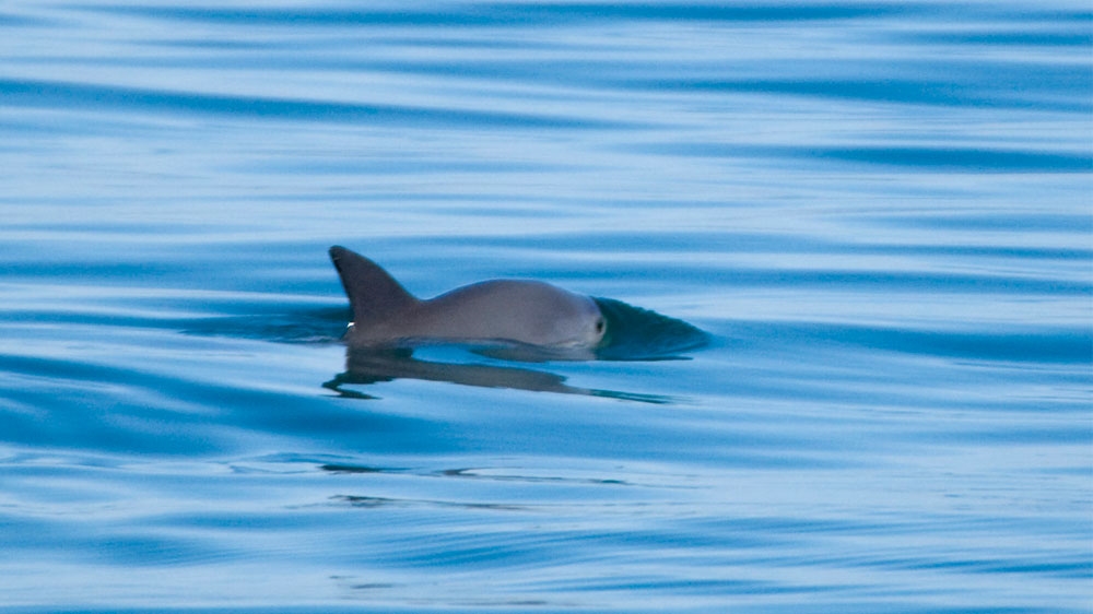 Vaquitas, the most endangered marine mammal, is found in the Gulf of California [Tom Jefferson/NOAA fisheries West Cost]