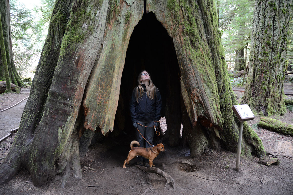 Saving Canada''s Giant Trees/Please Do Not Use