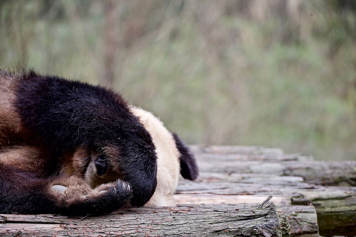 Saving China’s Pandas/Please Do Not Use