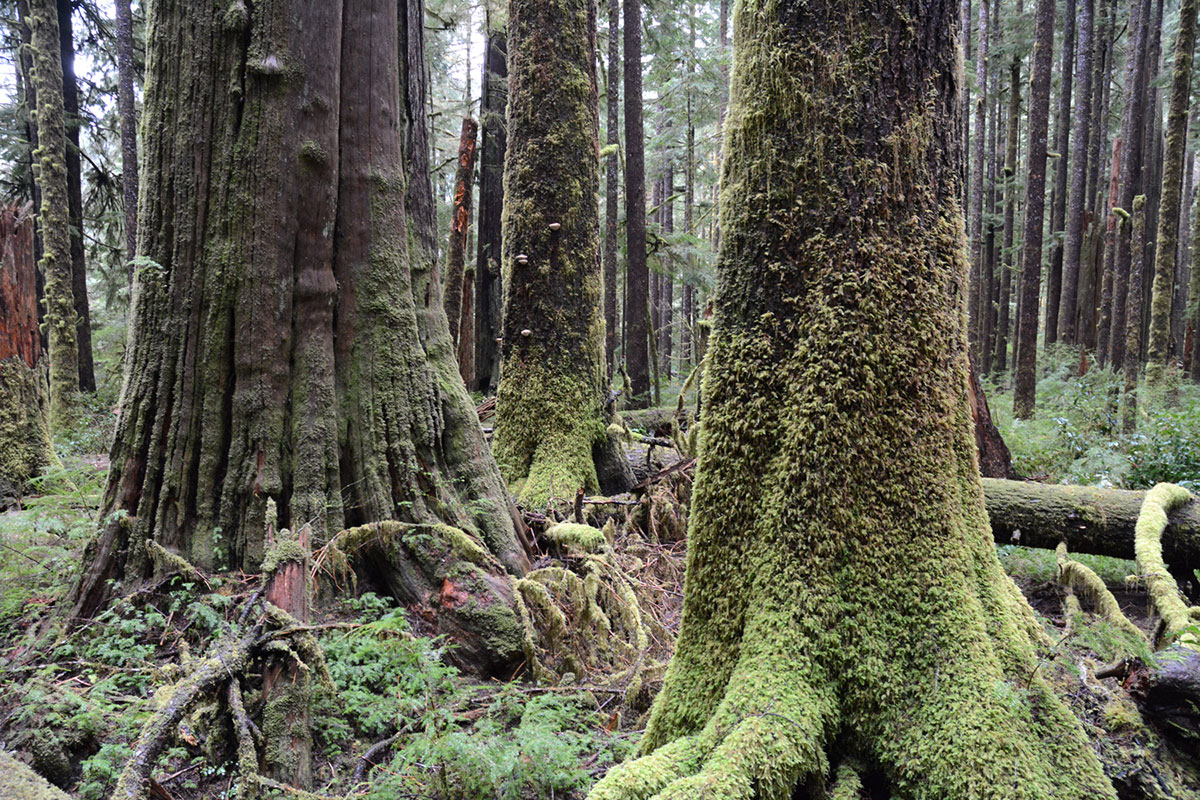 Saving Canada''s Giant Trees/Please Do Not Use
