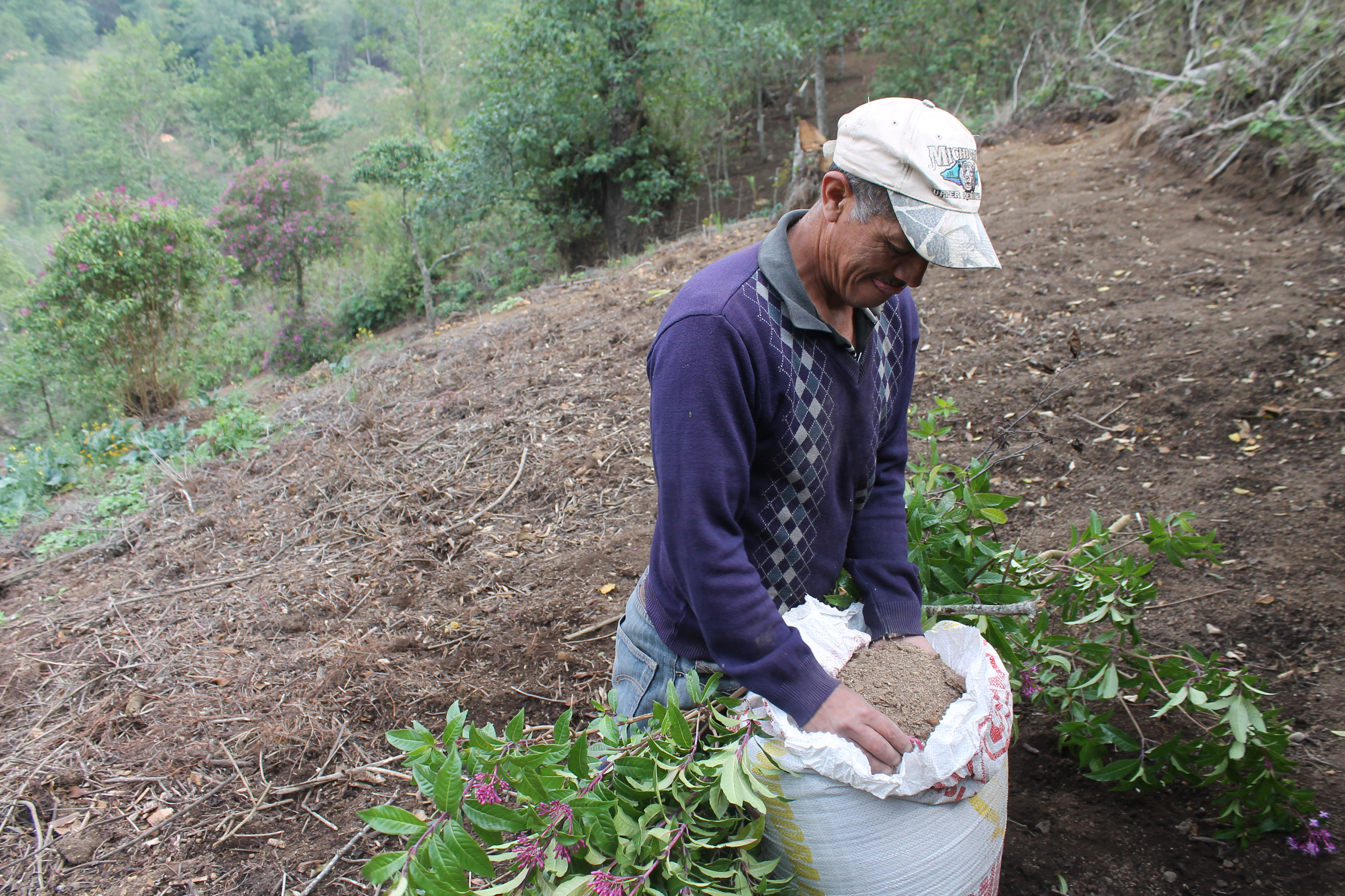 Ovidio Soy Sologüi, Aprode secretary, spreads organic fertiliser over a bed of squash plants [Martha Pskowski/Al Jazeera]
