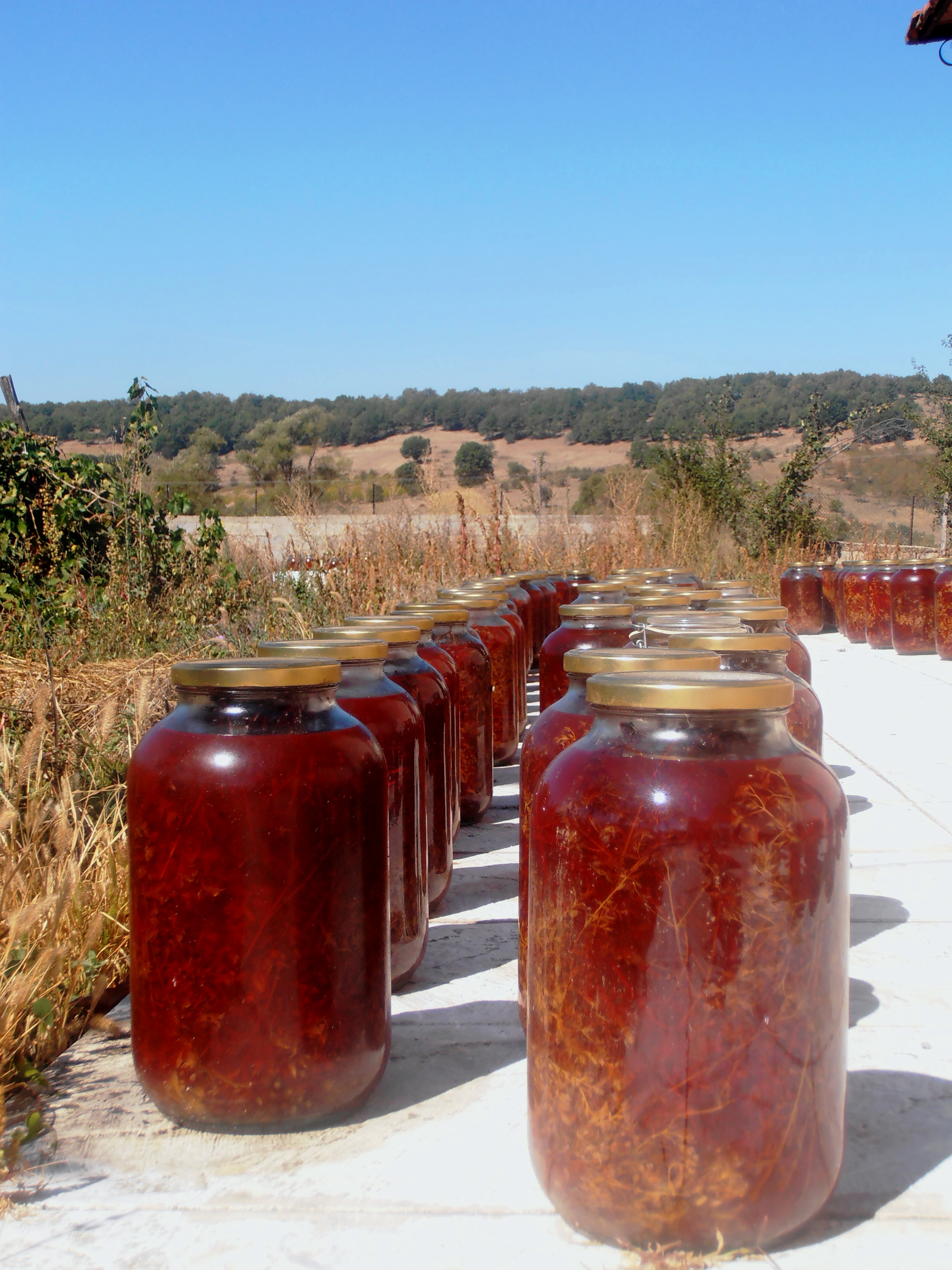Jars of St. John’s wort in olive oil is left out in the sun to make Alexandros Kleitsas' range of Dimitra skincare products. [Courtesy of Alexandros Kleitsas­]