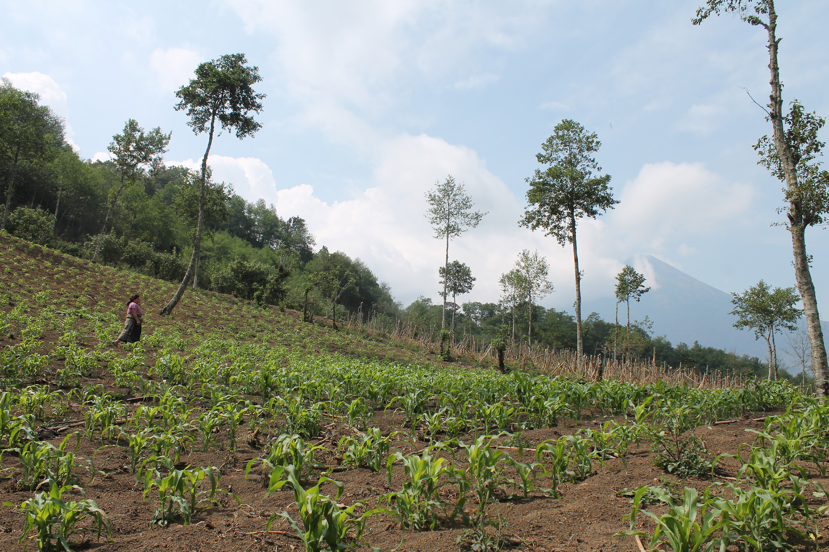 Rosa Lopez, Ovidio's wife, walks across their corn field overlooking the Acatenango volcano [Martha Pskowski/Al Jazeera]