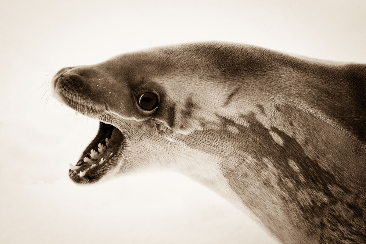 Antarctica Image Gallery