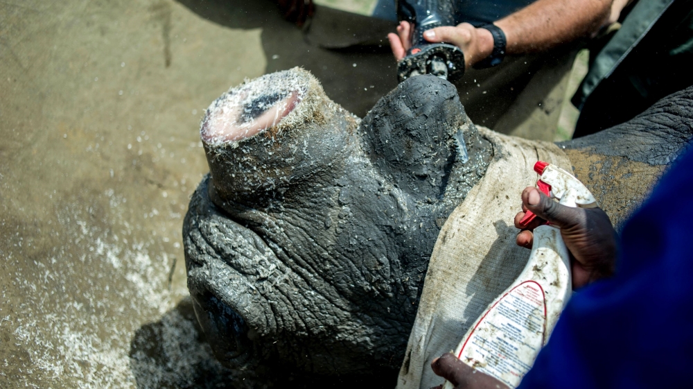 Rangers and farm workers de-horn a rhino by trimming part of his horn at John Hume's Rhino Ranch in Klerksdorp [Mujahid Safodien/AFP]