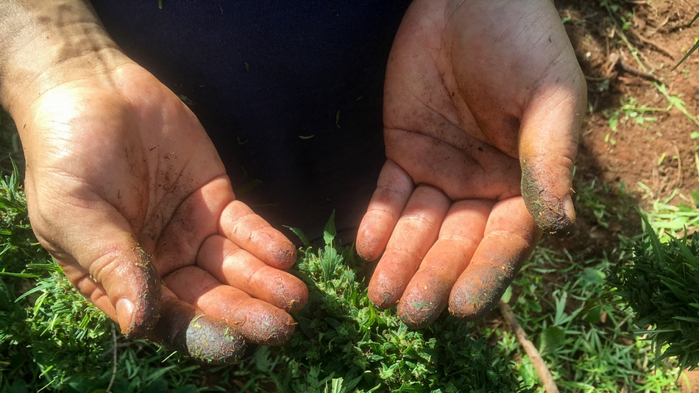 Marijuana Paraguay story [Matias Maxx/Agência Pública]