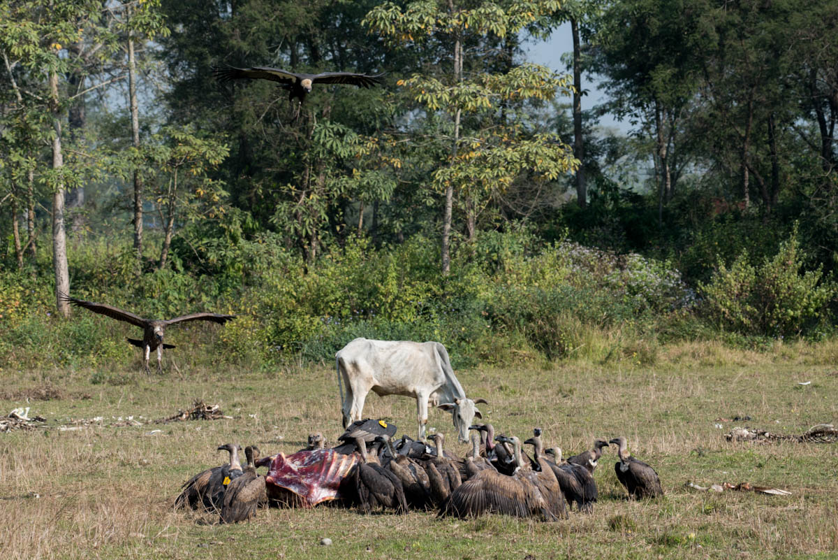 The vulture restaurant