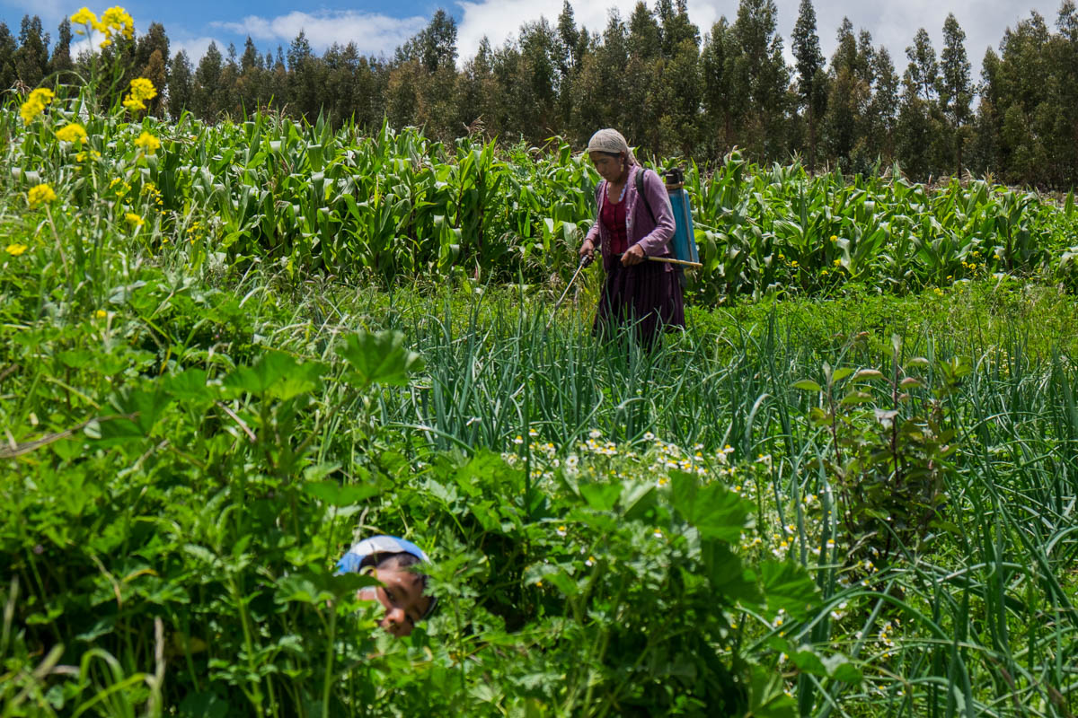 While her son plays in the fields Juanita Terrazas, living in the community of Pucara, makes use of ecological produced herbicides to protect the crops in her vegetable garden (30-1-2018) With help o