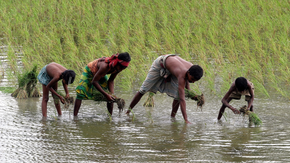 Bangladesh rice farmers