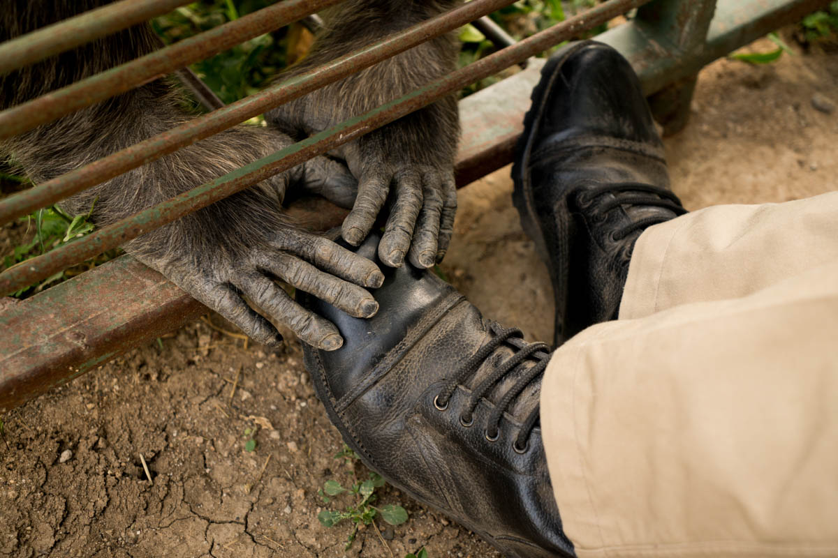 Chimpanzees Without Borders/Please Do Not Use