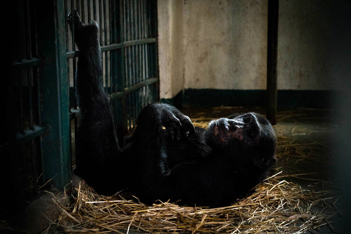 Chimpanzees Without Borders/Please Do Not Use