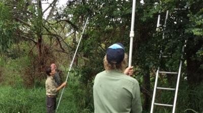 A koala capture team surrounds a tree with a tracked koala in it. The koala will be caught and taken in for a health check. [Josh Zaini/ Al Jazeera]
