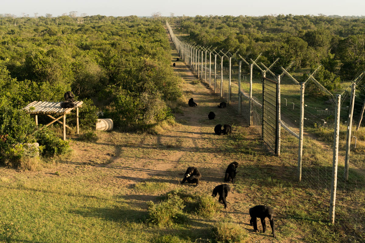 Chimpanzees Without Borders/Please Do Not Use