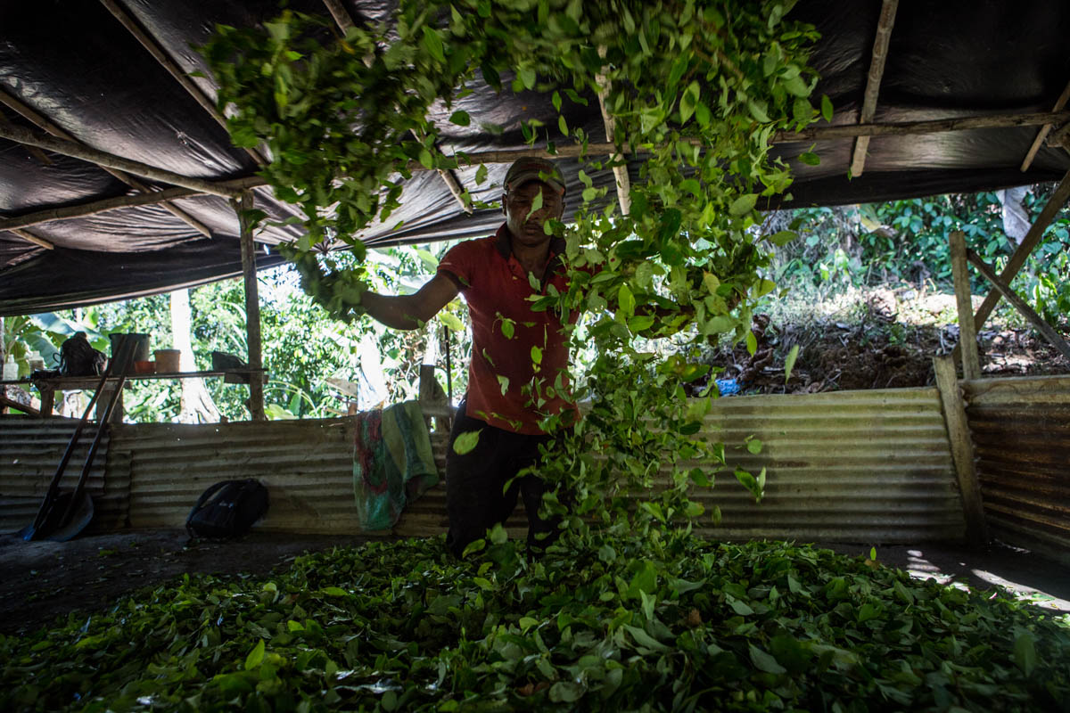 Colombia''s Coca Paradise