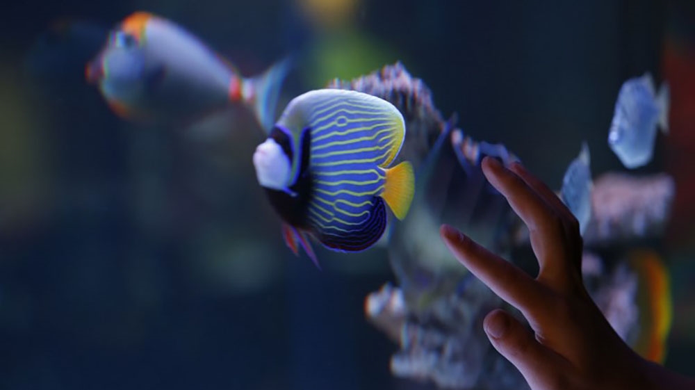 A Palestinian child looks at aquatic creatures displayed at the aquarium [Abbas Momani/AFP]