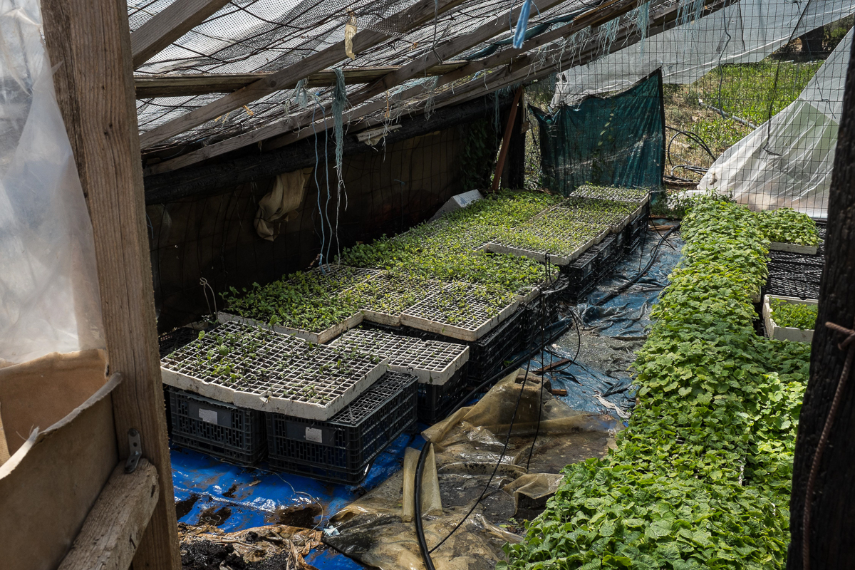 Between bureaucracy and violence, Pakistanis in Greece push back