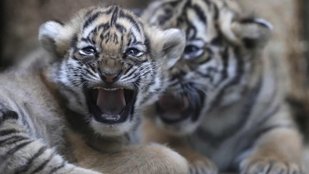 Tiger cubs