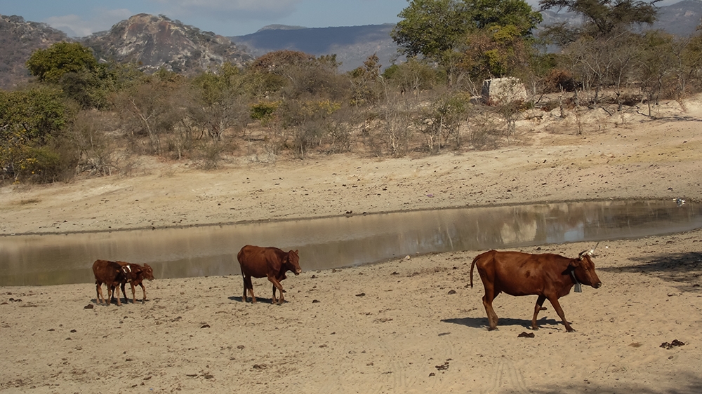 A dam in Mpudzi Resettlement area, Zimunya was reduced to a puddle of dirty water during the 2016 drought [Andrew Mambondiyani/Al Jazeera]