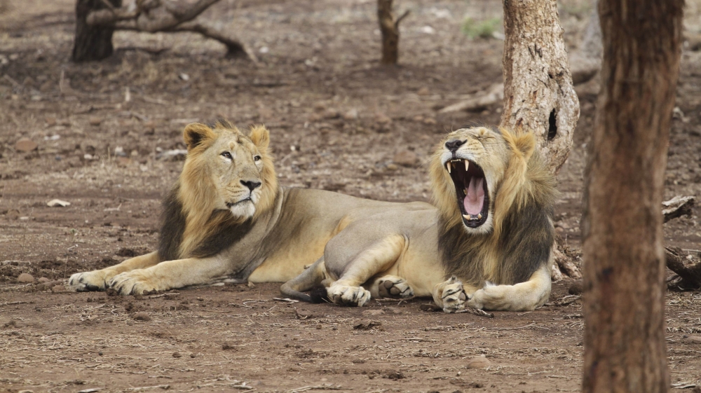 In this Sunday, June 9, 2013 photo, endangered Asiatic lions rest at the Gir Lion Sanctuary at Sasan in Junagadh district of Gujarat state, India. The Asiatic lion has been almost wiped out in India,