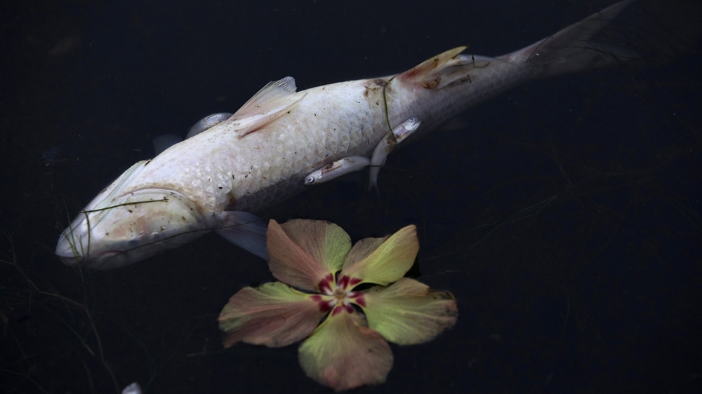 Brazil dead fish