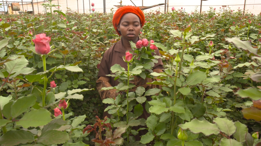 The agony of Kenya''s flower farm workers
