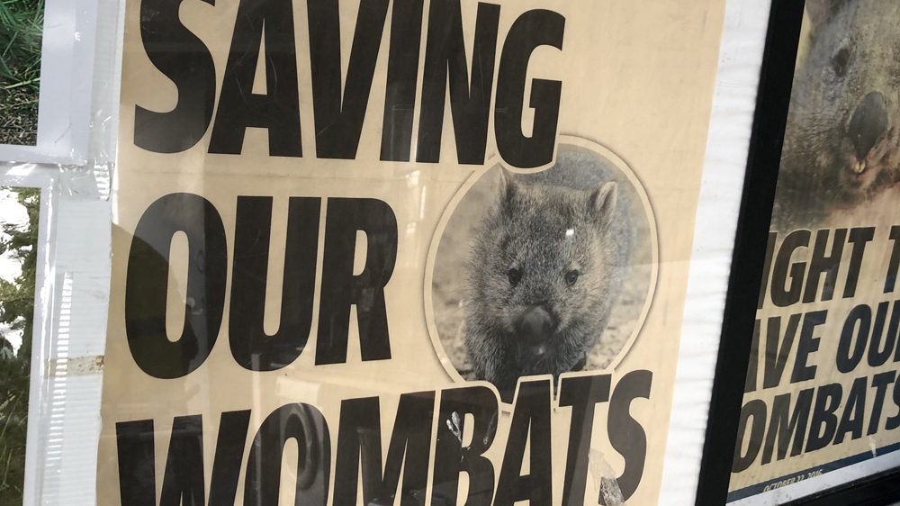 wombats feature