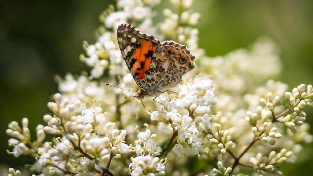 In Tehran, the butterfly migration has helped to elevate the public mood [Mohammad Ali Najib/Al Jazeera]
