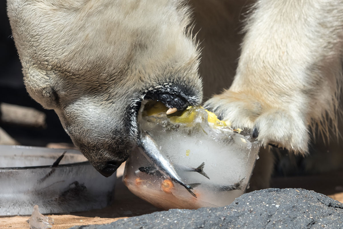 European heatwave in pictures