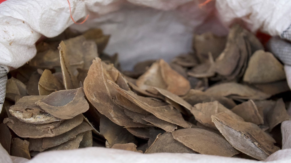 Singapore pangolin scales