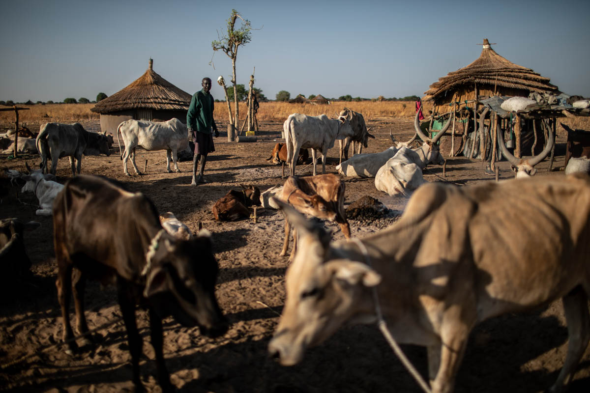 James Jongkuch Nyang, 55, walks amongst his cattle in Ruar Leek village, Bor county, Jonglei State, South Sudan, April 5, 2019. A more substantial local water source could help pastoralists like James