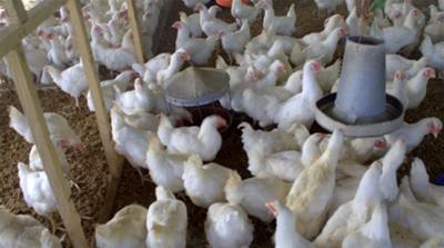 Nigerian Chicek farms 2