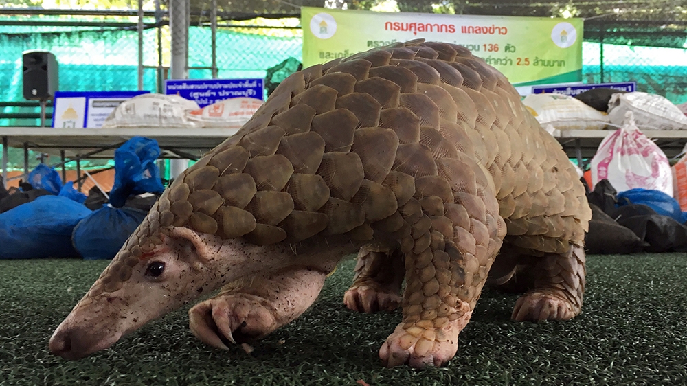 Pangolin